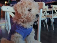 4 aylık maltipoo sahiplendirilecektir