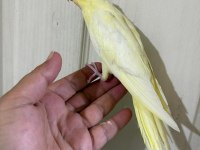 47 GÜNLÜK KUSURSUZ LUTİNO BEBEK SULTAN PAPAĞANI