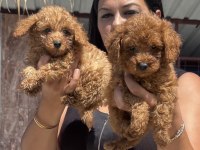 Ufacık red toy poodle yavrularım