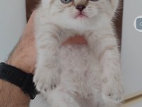 British shorthair kedisi