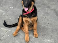 ALMAN KURDU PASAPORTU VE MİKRO ÇİPİ VAR