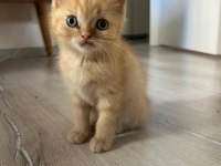 2.5 Aylık British Shorthair Erkek