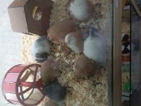 Yavru hamsterlar