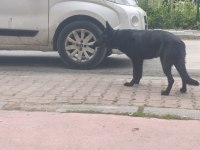Siyah Workingline Özel Alman Kurdu