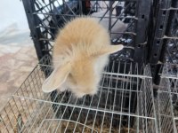 Hollanda lop tavşanı