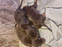 Doberman yavrularımız