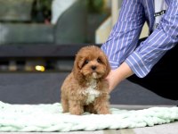 ORİJİNAL MALTİPOO YAVRULAR