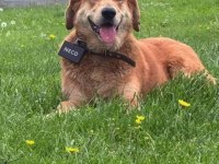 Golden Retriever İnsan Dostları