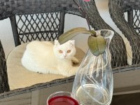 Scottish fold kızıma eş arıyorum