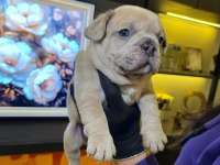 EGZOTİK FRENCH BULLDOG YAVRULARIM HARİKA RENKLER VE ANATOM