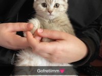 Sahibinden scottish fold