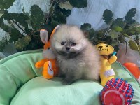 Pomeranian boo yavrularımız