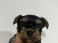 Dişi ve erkek original teacup yorkie yavrular