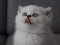 Secereli Mavi Gözlü Scottish Fold ve Straight Yavrular