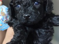 Siyahın En Zarif Hali Poodle