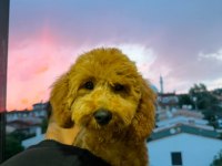 4 AYLIK ERKEK POODLE PASAPORTLU