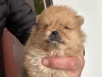 Pomeranian boo