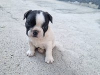 ÜÇ ADET STANDART FRENCH BULLDOG PRENSESLER