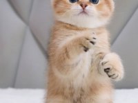 Top Kafacık Golden Scottish Fold 