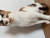 Depremzede kedi Şila