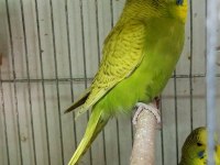 yavru yeni düşmüş Jumbo erkek muhabbet kuşu