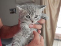 British shorthair kedisi