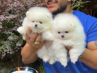 Pomeranian Boo Teddy