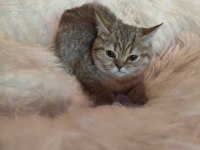 British shorthair yavrularımız