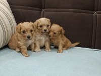 Türkiyenin en minik maltipoo bebekleri