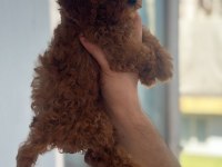 Safkan kore teacup poodle yavrular