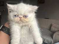 A Kalitede Sıfır Burun Exotic Dişi