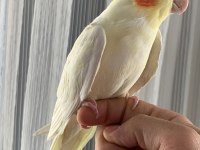 Erkek sultan papağanı lutino