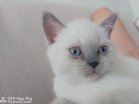 British blue point