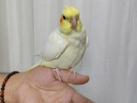 Ele alışkın sultan yavrusu