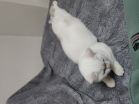 British shorthair sevimli
