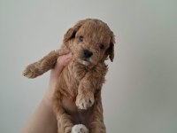 Ailemizde Büyüyen Maltipoo Bebeklerim