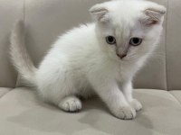 Aşılı Safkan Scottish Fold