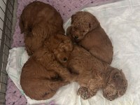 POODLE YAVRULARIMIZ YENİ EVLERİNİ BEKLİYOR