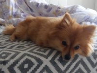 Dişi Pomeranian