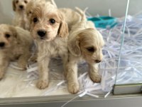 Maltipoo yavrularımız