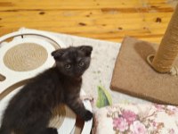 45 Günlük Dişi Yavru Scottish Fold