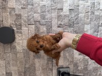 BÜYEMEYEN GERÇEK TOY POODLE KISA BURUNLU