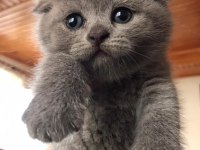 scottish fold kız ve erkek son 2 yavru
