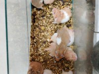 Yavru hamster