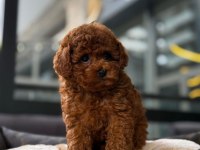 TOY POODLE YAVRULARIM