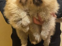Pomeranian boo erkek 3 aylık