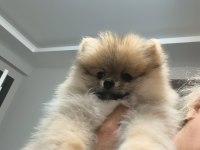 Pomeranian boo oyuncu ve orjinal