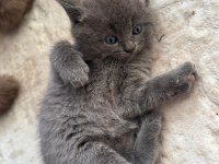 6 Mart Doğumlu British Shorthair Yavrular 2 Adet