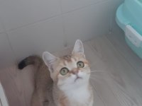 Golden British Shorthair Prensesimiz