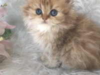 British longhair golden erkek yavrum
